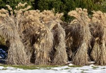 Нужно ли обрезать и укрывать злаки — разбираемся в особенностях зимовки декоративных трав