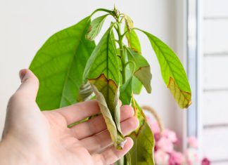 Почему комнатное растение погибает, и как это можно исправить