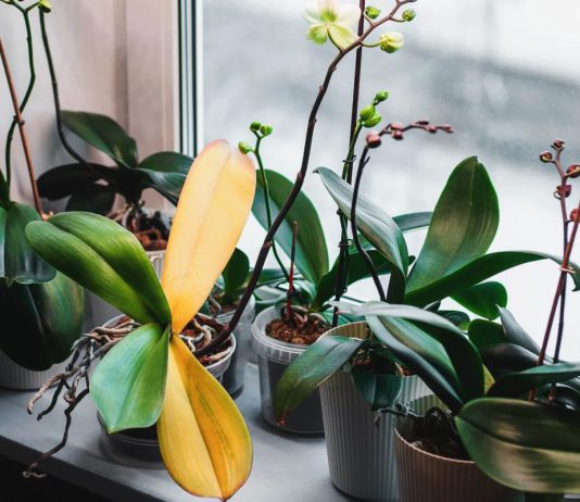 Орхидеи в интерьере квартиры (55 фото)