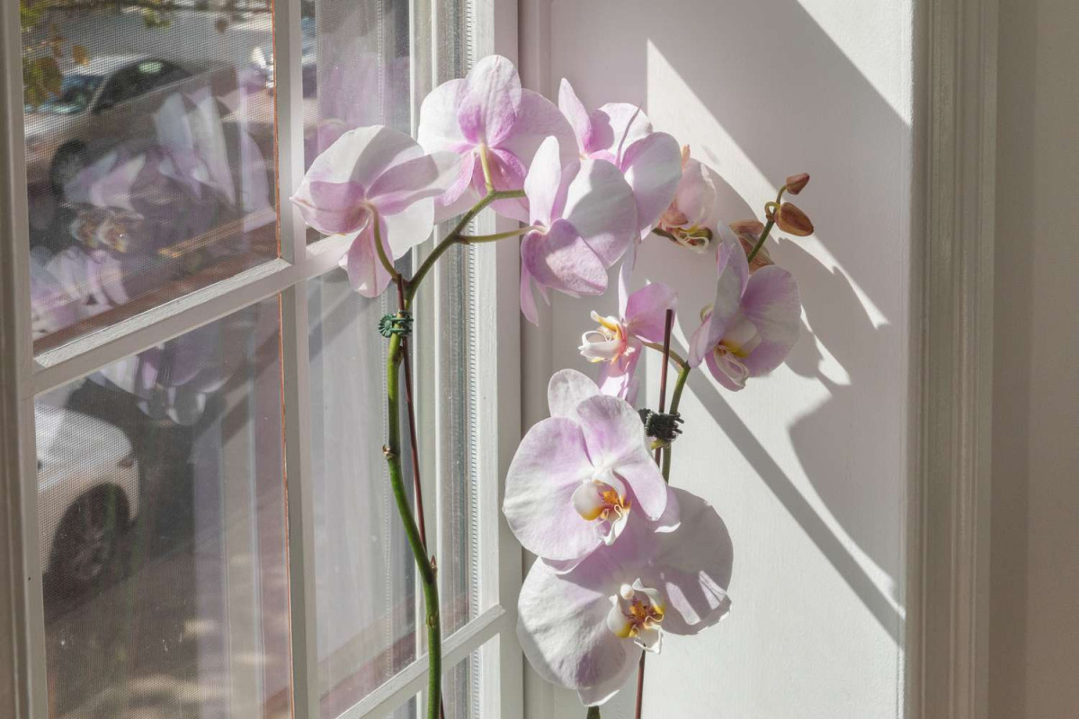 Почему орхидея вянет и что делать. Орхидея вянет. Фаленопсис в ванной. The Promise Blossomed in Orchids. Капрізи епіфітів: як змусити орхідею випус.