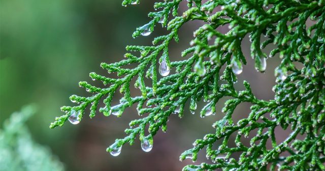 Плотная зелёная крона в тёплую и сухую погоду испаряет много влаги, которую купированная корневая система не может восполнить