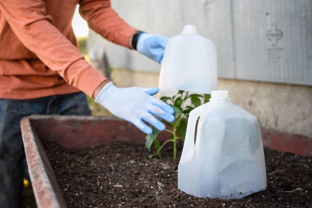 В качестве аналога «садового колпака» подойдут пластиковые емкости с вырезанным дном