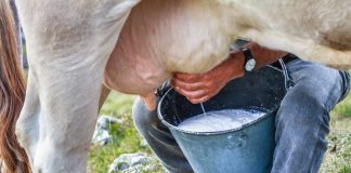 Сложно ли доить корову или козу — важные правила, гигиена и основные этапы доения