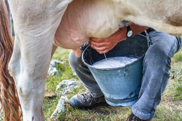 Сложно ли доить корову или козу — важные правила, гигиена и основные этапы доения