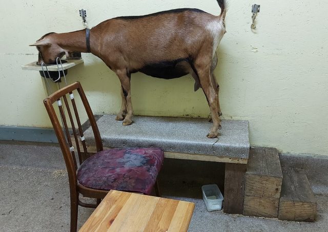 Станок для дойки коз представляет собой невысокую подставку, куда они запрыгивают, с возможностью зафиксировать животное