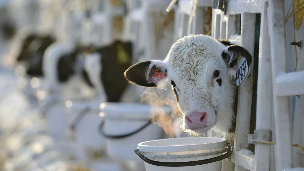 Доение коров и коз: правила, гигиена и этапы для успешного доения