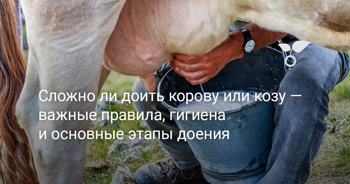Доильный станок для коз - Козоводство - Козоводство в Украине, России, СНГ: форум, хозяйства, рынок