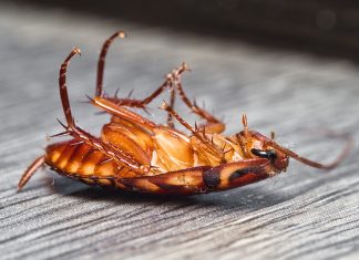 Вездесущие тараканы: какие средства эффективны для уничтожения вредителей