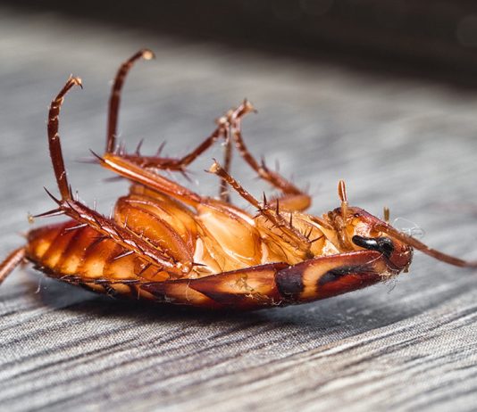 Вездесущие тараканы: какие средства эффективны для уничтожения вредителей