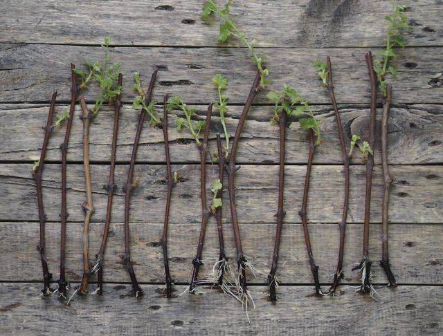 Размножить виноград черенками очень просто. В качестве материала используют побеги, растущие из однолетней древесины