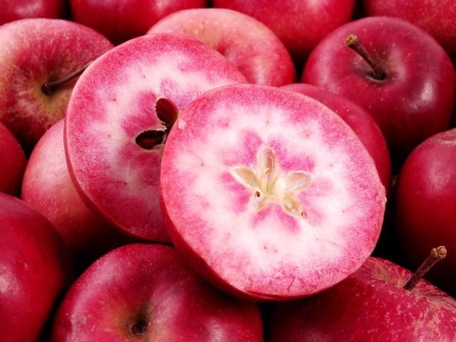 Яблоки «Рэд Лав» совсем не гибриды яблони с томатом. Это сорта яблони, полученные скрещиванием нескольких сортов яблонь с яблоней Недзведского