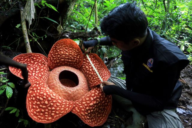 Раффлезию жители Индонезии наградили подходящим названием – 'bunga patma', т.е. трупная лилия