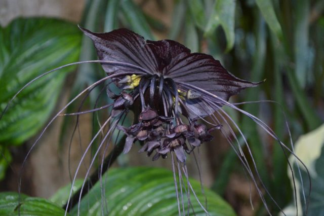 В не до конца распустившемся виде цветок такки напоминает свисающую с ветки летучую мышь с размахом «крыльев» до 30 см