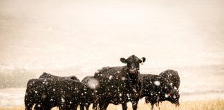 Что обязательно нужно знать о содержании и кормлении коров зимой