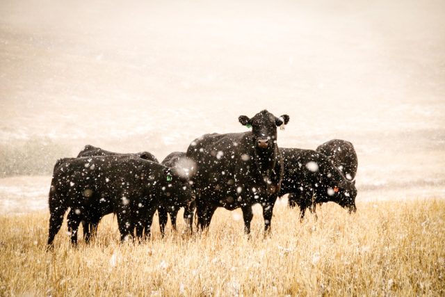 Что обязательно нужно знать о содержании и кормлении коров зимой?