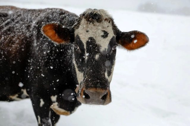 Коровы хорошо переносят холод, поэтому выпускать животных на длительную прогулку можно вплоть до температуры -10°С