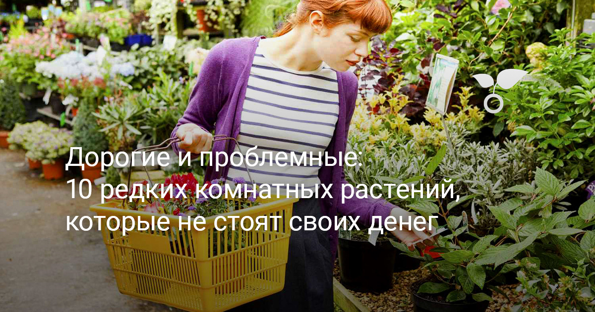 Дорогие и проблемные: 10 комнатных растений, которые не стоят своих денег