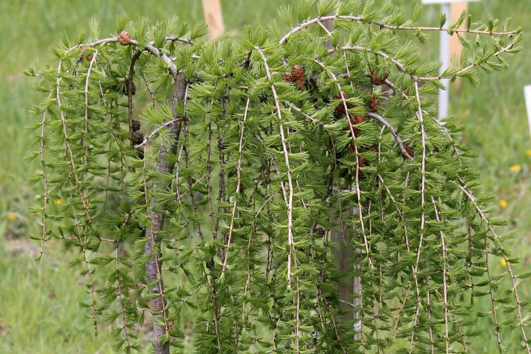 Грация плакучего сада: подбираем плакучие деревья на любой вкус. Фото ...