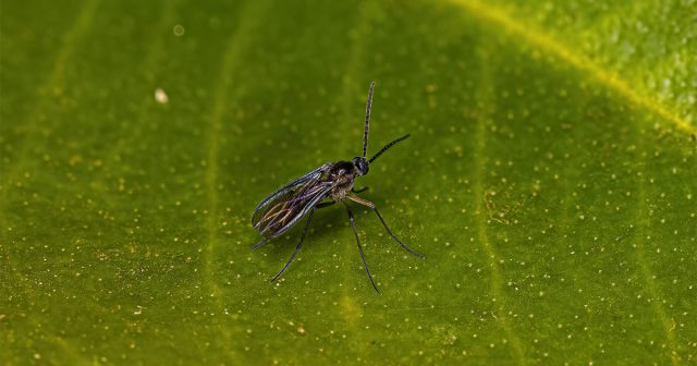 Домашние почвенные комарики в длину, как правило, не превышают 1,5-2 мм и отличаются неприметной окраской