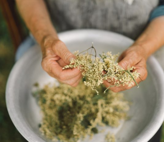Лекарственные сорняки: какие сорные травы обладают полезными свойствами