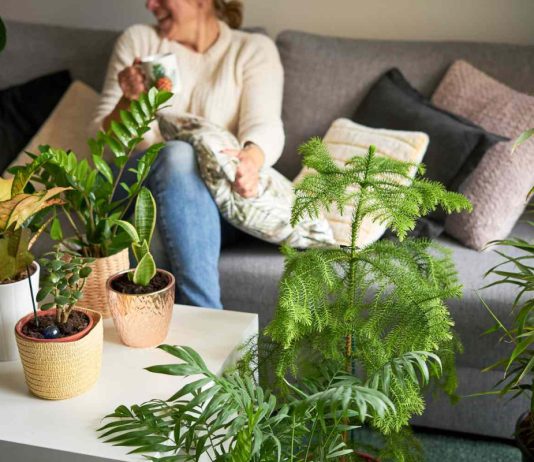 Городские джунгли: 15 способов разместить комнатные растения в интерьере