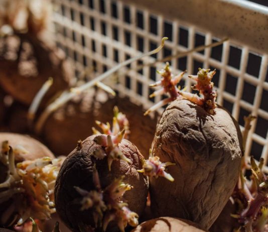 Можно ли класть картофель в компост — правила переработки старых клубней