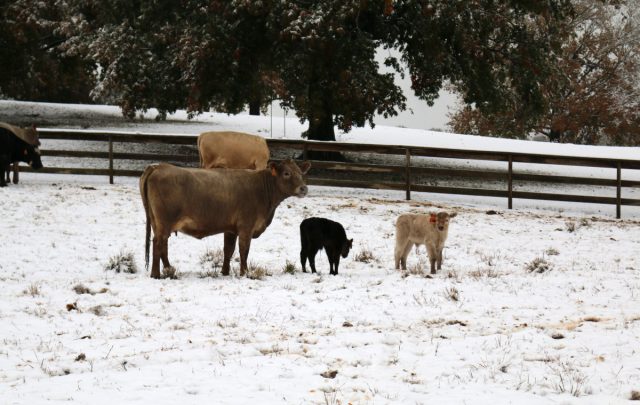 Коровы и козы довольно стойко переносят холода, поэтому не нужно прятать их в помещении при пониженных температурах
