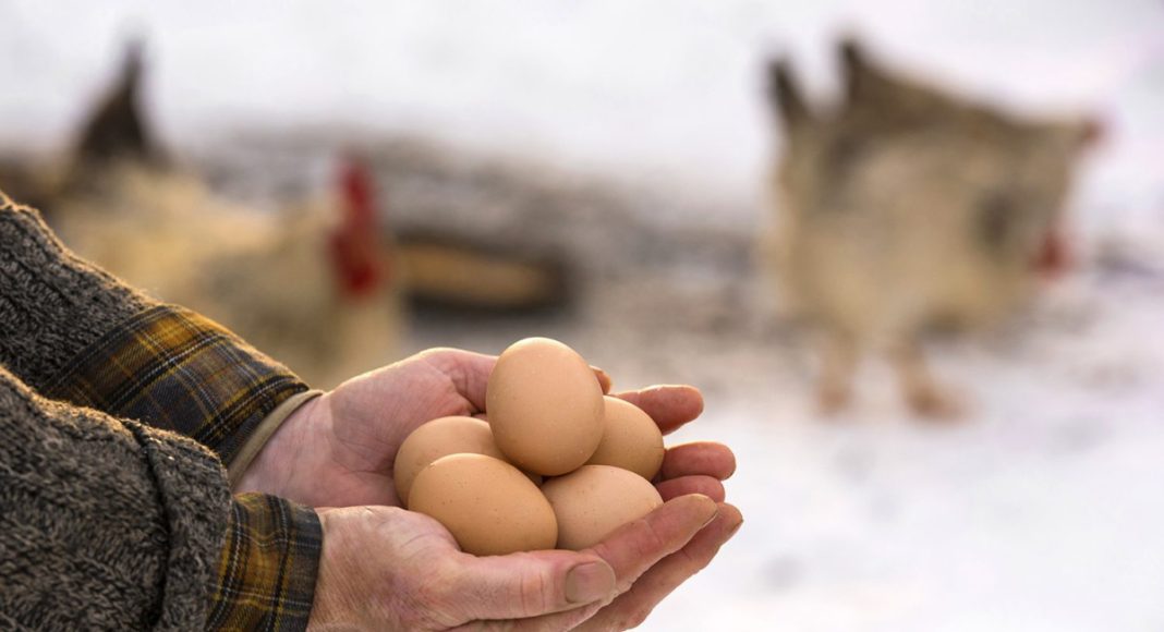 Птицеводство без потерь: как сохранить яйценоскость курицы зимой
