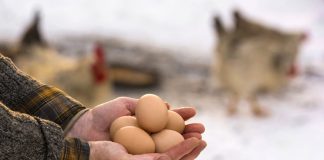 Птицеводство без потерь: как сохранить яйценоскость курицы зимой