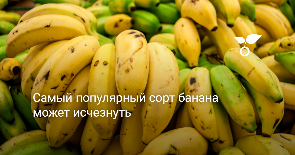 Самый популярный сорт банана может исчезнуть — Ботаничка