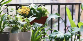 Скоростные заросли: 10 быстрорастущих комнатных растений