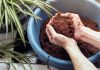 Торф против кокосовой койры: что лучше?