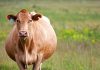 Тревожный знак: почему корова перехаживает срок отела