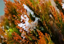 Ветровой ожог, или иссушение листьев — как предотвратить гибель вечнозеленых растений зимой