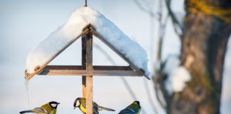 Забота о братьях меньших, или Как помочь полезным обитателям сада пережить зиму