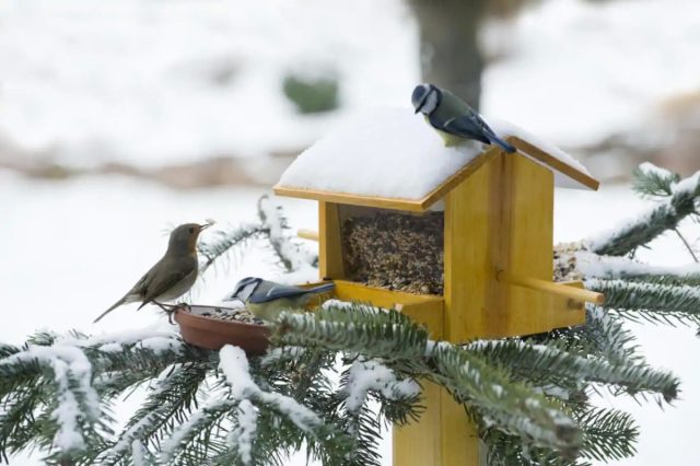 Имея всего пару кормушек, вы сможете обеспечить птиц необходимым питанием до весны