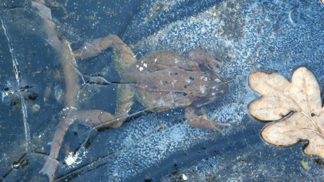 Под коркой льда недостаточно кислорода, и лягушки могут попросту задохнуться