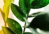 Желтые листья у замиокулькаса — спасаем растение от гибели
