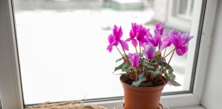 Зимний цветок: уход за спящим цикламеном летом и правильное пробуждение осенью