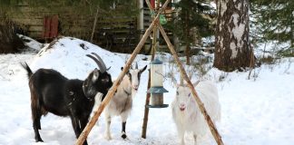 7 причин почему козы зимой дают меньше молока — повышаем удои в зимний период