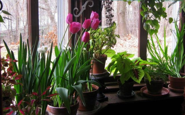 Красочные тюльпаны (Tulipa) станут отличным сезонным украшением любого дома и даже самых маленьких квартир