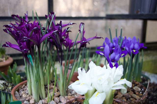 Прекрасный миниатюрный ирис сетчатый (Iris reticulata) украсит небольшие пространства