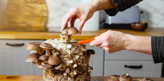 Домашняя ферма грибов: как за 6 шагов вырастить собственные грибы