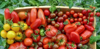 Дорогу новинкам — 16 новых сортов помидоров