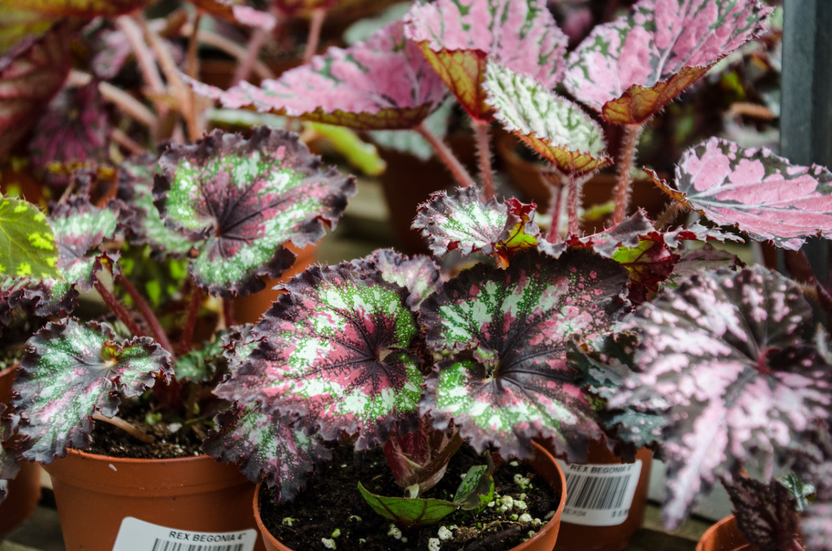 Фейерверк красок: 10 ярких комнатных растений с красочной листвой