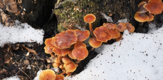 Грибной сезон не окончен: какие грибы можно собирать даже зимой