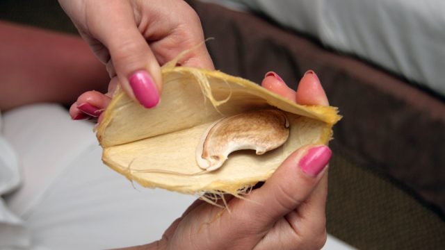 Семя манго (зародыш) находится внутри плотной оболочки, которую следует очистить