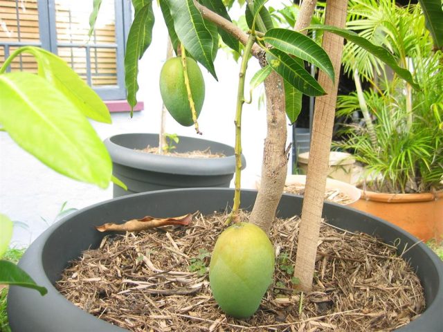 Счастливое и здоровое дерево манго приносит плоды независимо от того, находится оно в помещении или на открытом воздухе, но это только теория