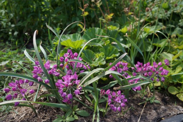Лук Островского (Allium ostrowskianum) идеально подходит для альпинариев