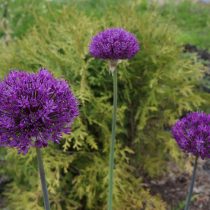 Лук голландский «Перпл Сенсейшен» (Allium hollandicum 'Purple Sensation')